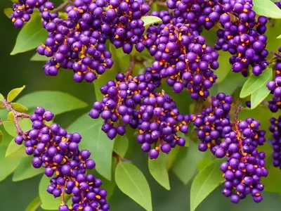 Berberis Thunbergii F. Atropurpurea (Purple Japanese Barberry)