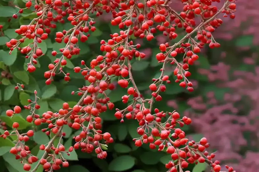 Berberis thunbergii f. atropurpurea ‘rose glow’ (japanese barberry) — photo 2