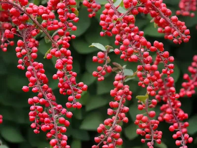 Berberis Thunbergii F. Atropurpurea ‘Rose Glow’ (Japanese Barberry)