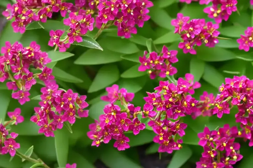Berberis thunbergii f. atropurpurea ‘rosy rocket’ (japanese barberry) — photo 2