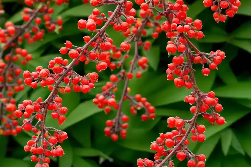 Berberis thunbergii ‘fireball’ (japanese barberry) — photo 2