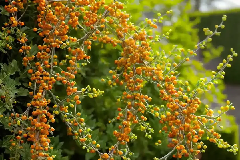 Berberis Thunbergii ‘Golden Rocket’ (Japanese Barberry) — photo 2