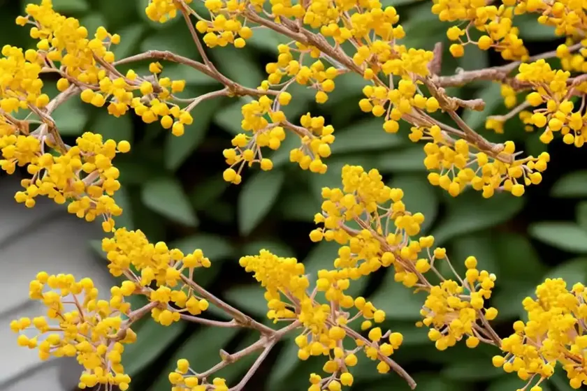 Berberis Thunbergii ‘Golden Rocket’ (Japanese Barberry) — photo 3