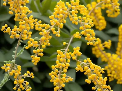 Berberis Thunbergii ‘Golden Rocket’ (Japanese Barberry)