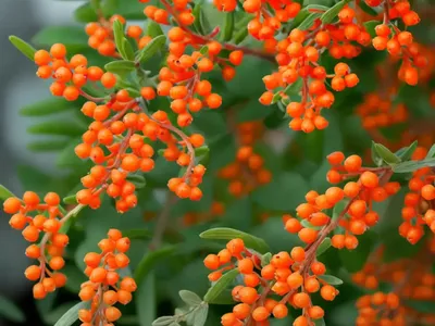 Berberis Thunbergii ‘Orange Rocket’ (Japanese Barberry)