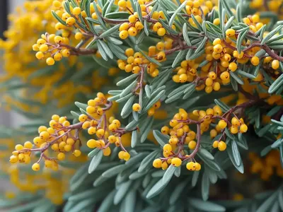 Berberis X Stenophylla (Rosemary Barberry)