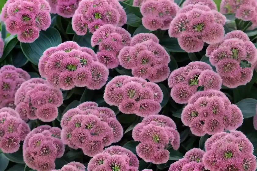 Bergenia abendglocken) — photo 2