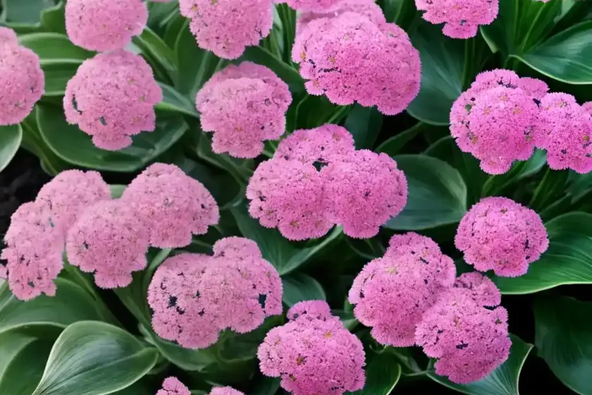 Bergenia abendglocken) — photo 3