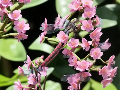 Bergenia (Bergenia DRAGONFLY SAKURA)