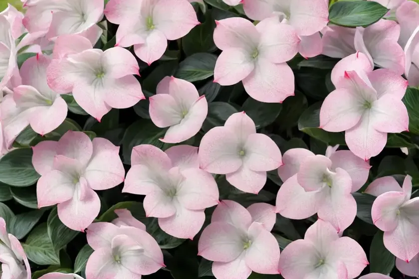 Bergenia ‘bressingham white’) — photo 2