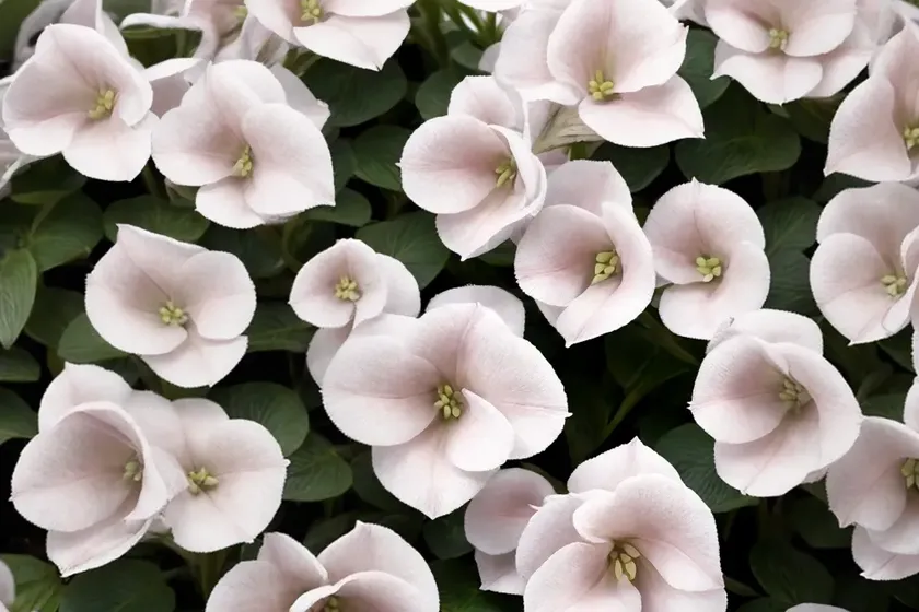 Bergenia ‘bressingham white’)