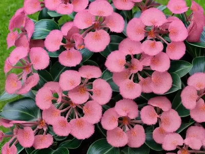 Bergenia Ciliata (Fringed Bergenia)