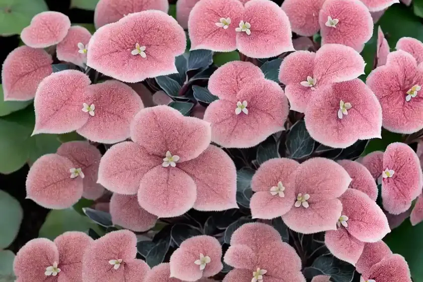 Bergenia cordifolia ‘winter glow’ (heartleaf bergenia) — photo 3
