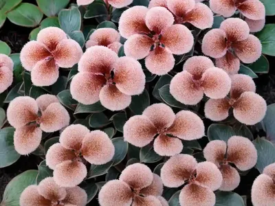 Bergenia Cordifolia ‘Winter Glow’ (Heartleaf Bergenia)