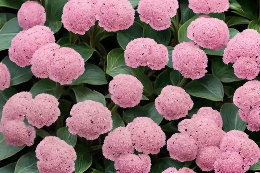 Bergenia ‘eroica’) — photo 2