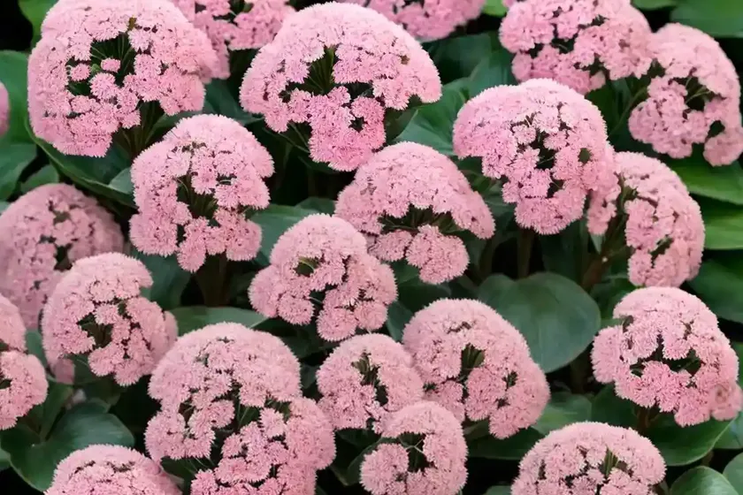 Bergenia ‘eroica’) — photo 3
