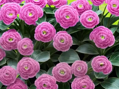 Bergenia ‘Flirt’)