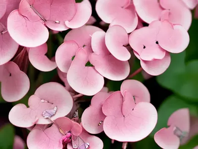 Bergenia ‘Pink Dragonfly’ (Elephant’s Ears)