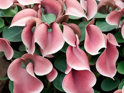 Bergenia ‘Rotblum’ (Elephant’s Ears)