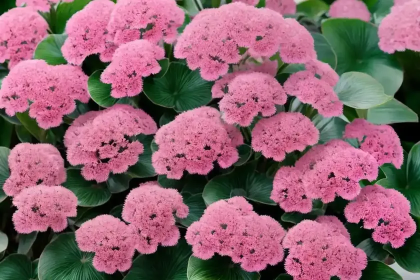 Bergenia ‘silberlicht’) — photo 2