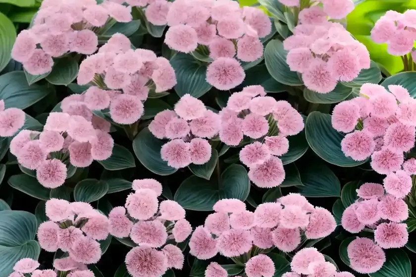 Bergenia ‘silberlicht’) — photo 3