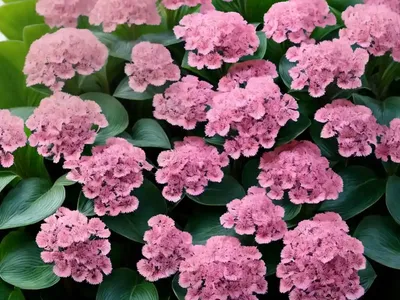 Bergenia ‘Silberlicht’)