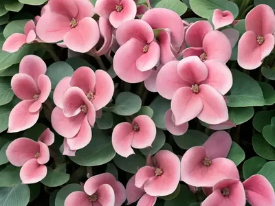 Bergenia ‘Spring Fling’ (Elephant’s Ears)