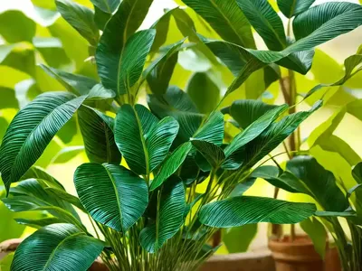 Betel Leaf (Piper Betle)