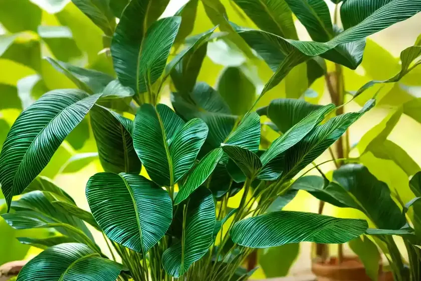 Betel leaf (piper betle)