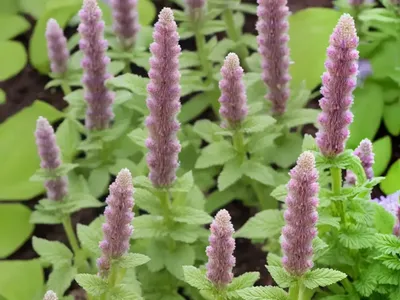 Betony (Stachys Officinalis ‘Hummelo’)