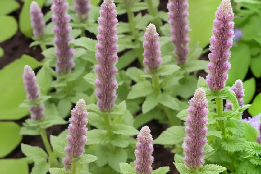 Betony (stachys officinalis ‘hummelo’)