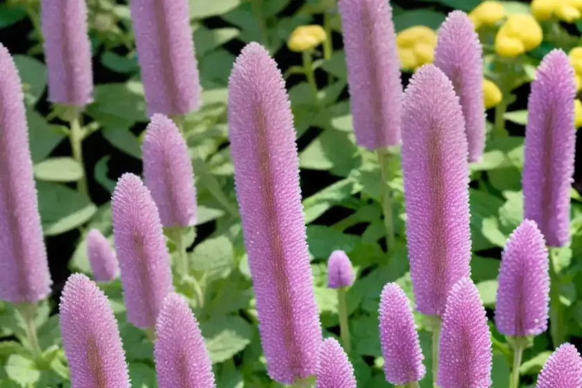Betony (stachys ‘summer crush’) — photo 2