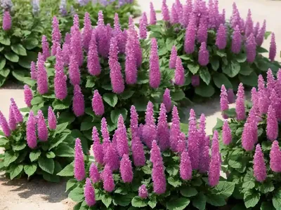 Betony (Stachys ‘Summer Romance’)