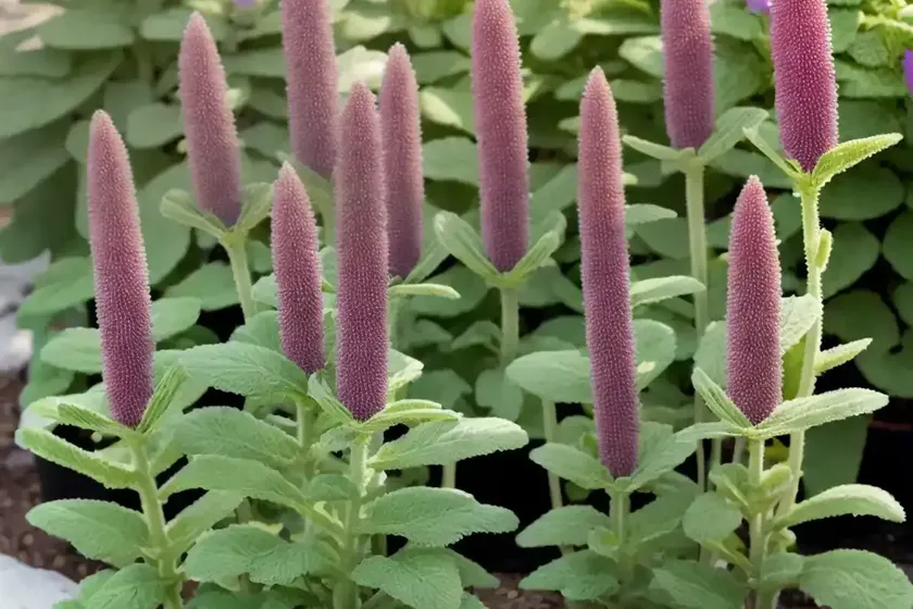 Big betony (stachys macrantha) — photo 2