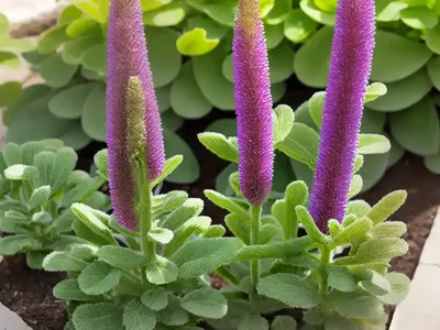 Big Betony (Stachys Macrantha)