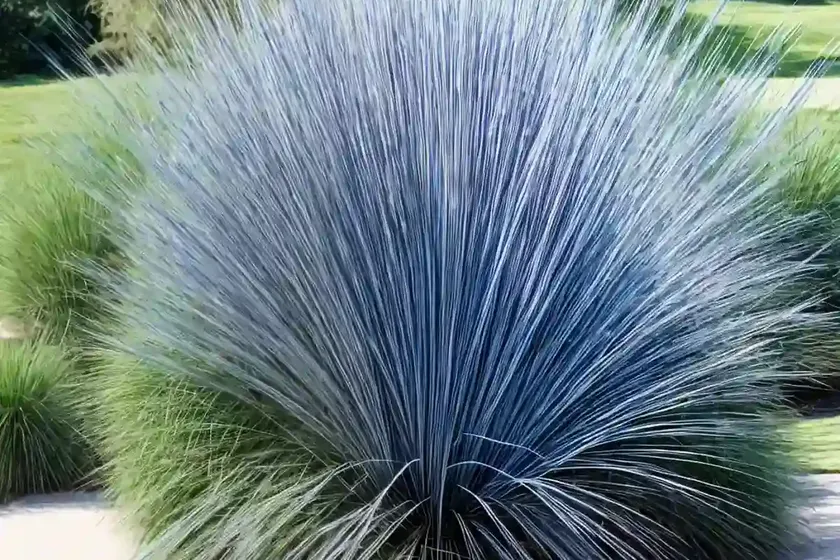 Big blue stem (andropogon gerardii ‘blackhawks’) — photo 2