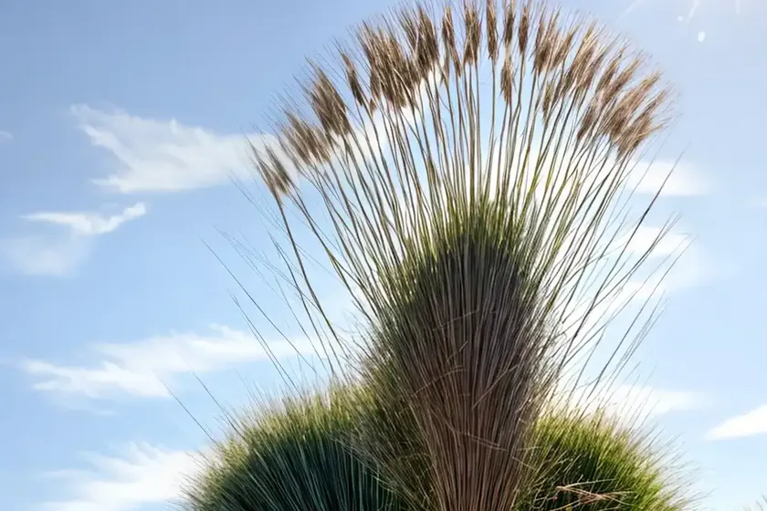Big blue stem (andropogon gerardii ‘blackhawks’) — photo 3