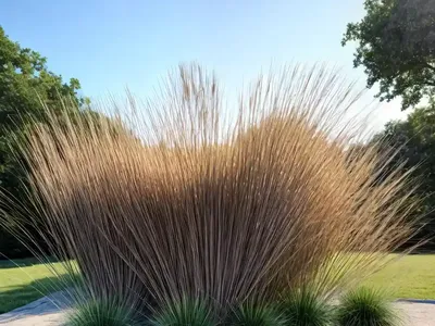 Big Blue Stem (Andropogon Gerardii ‘Blackhawks’)