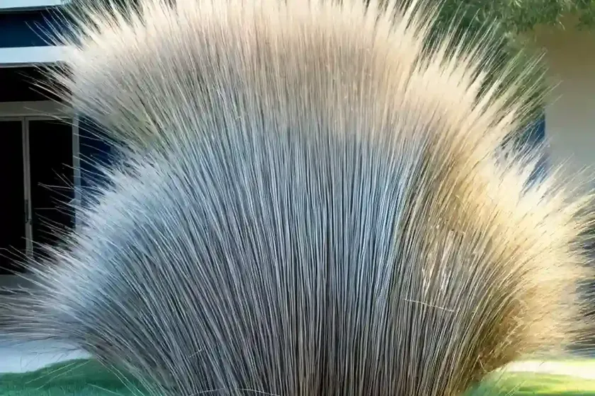 Big blue stem (andropogon gerardii ‘dancing wind’) — photo 2