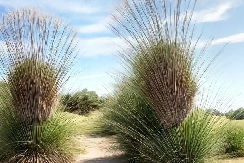 Big blue stem (andropogon gerardii ‘dancing wind’) — photo 3