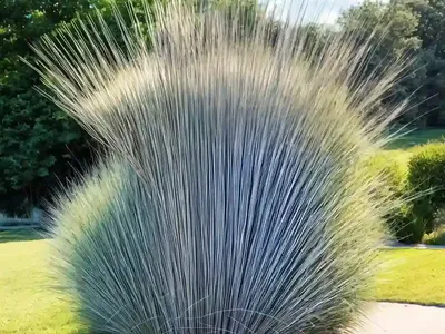 Big Blue Stem (Andropogon Gerardii ‘Dancing Wind’)