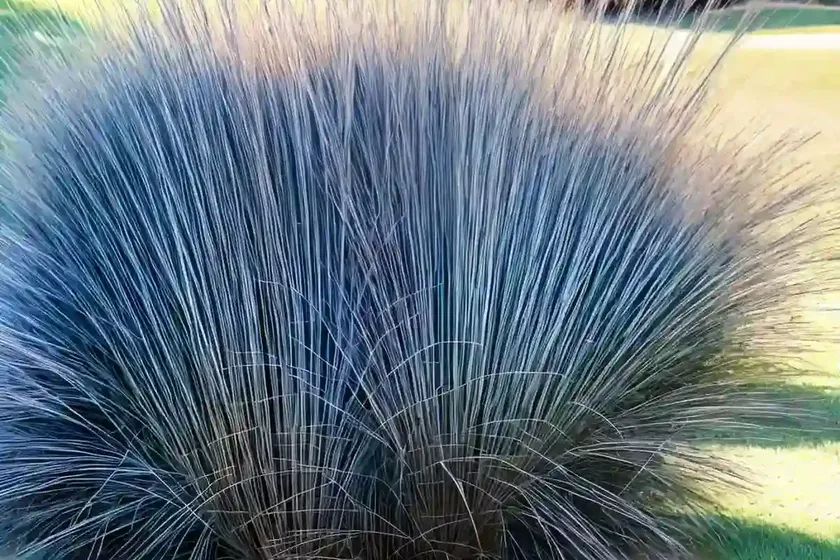 Big blue stem (andropogon gerardii ‘red october’) — photo 2