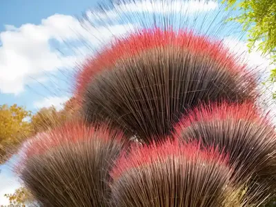 Big Blue Stem (Andropogon Gerardii ‘Red October’)