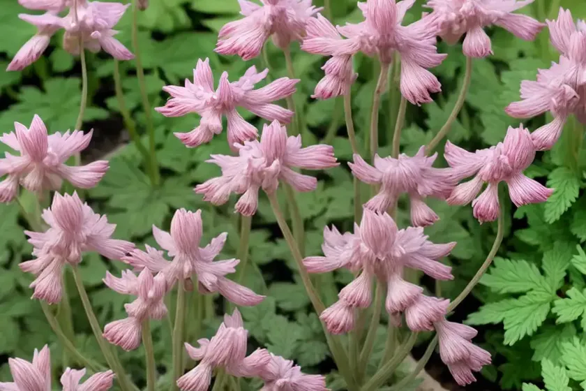 Big fumitory (fumaria reuteri) — photo 3