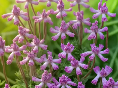 Big Fumitory (Fumaria Reuteri)