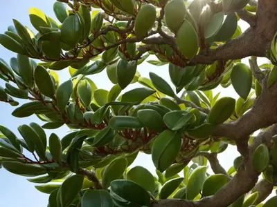 Big-laurel (Magnolia Grandiflora)