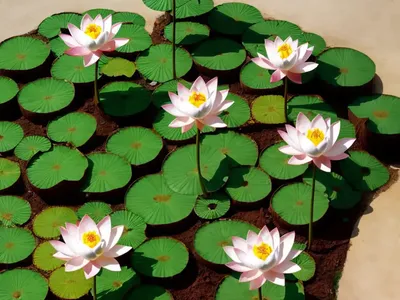 Big Trefoil (Lotus Pedunculatus)