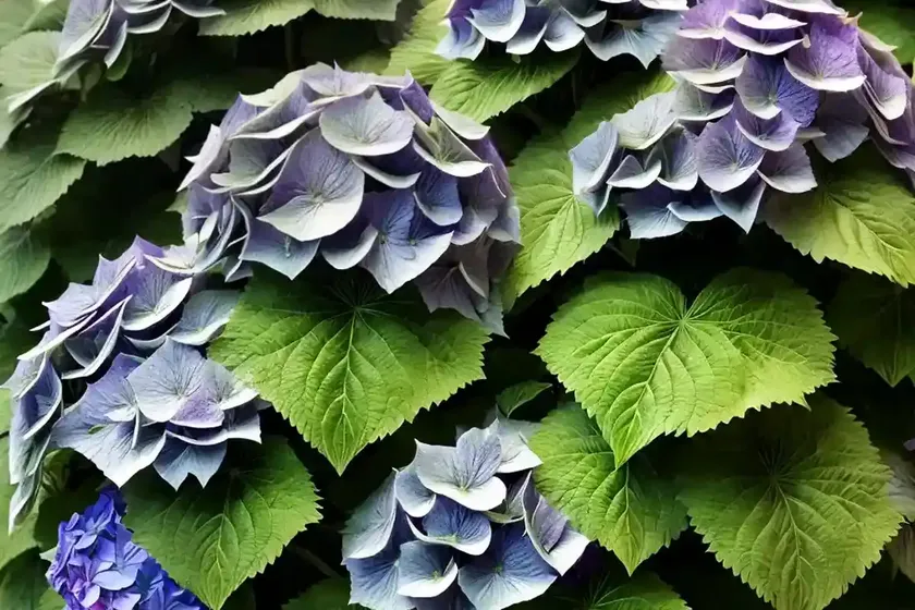 Bigleaf hydrangea (hydrangea macrophylla ‘ami pasquier’) — photo 2