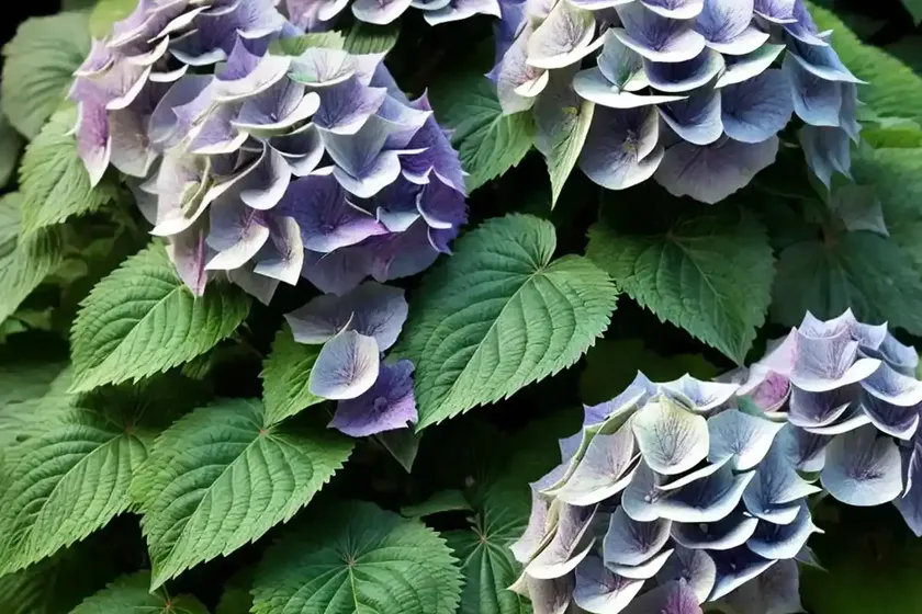 Bigleaf hydrangea (hydrangea macrophylla ‘ami pasquier’) — photo 3