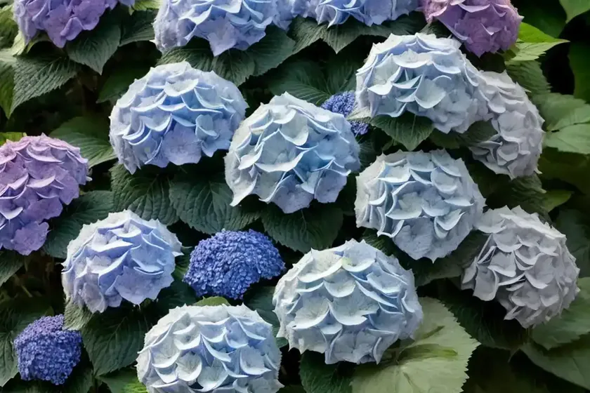 Bigleaf Hydrangea (Hydrangea Macrophylla ‘Blaumeise’ BLUE TITMOUSE) — photo 2